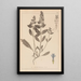 Herbier de la flore française Pl0896 - Louis Antoine Cusin — quadro incorniciato alla parete