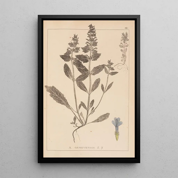 Louis Antoine Cusin - Herbier de la flore franaise Pl0896.webp