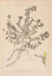 Herbier de la flore française Pl0903 - Louis Antoine Cusin — vista dell’opera