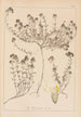 Herbier de la flore française Pl0914 - Louis Antoine Cusin — vista dell’opera