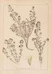 Herbier de la flore française Pl0915 - Louis Antoine Cusin — vista dell’opera