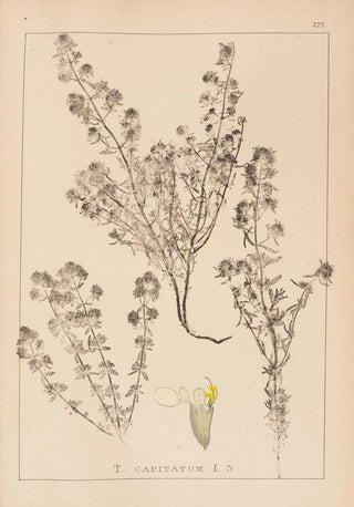 Louis Antoine Cusin - Herbier de la flore franaise Pl0915.webp
