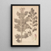 Herbier de la flore française Pl0916 - Louis Antoine Cusin — quadro incorniciato alla parete