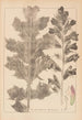 Herbier de la flore française Pl0916 - Louis Antoine Cusin — vista dell’opera