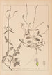 Herbier de la flore française Pl0917 - Louis Antoine Cusin — vista dell’opera