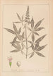 Herbier de la flore française Pl0918 - Louis Antoine Cusin — vista dell’opera