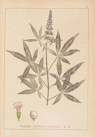 Louis Antoine Cusin - Herbier de la flore franaise Pl0918.webp
