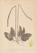 Herbier de la flore française Pl0922 - Louis Antoine Cusin — vista dell’opera