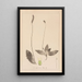 Herbier de la flore française Pl0924 - Louis Antoine Cusin — quadro incorniciato alla parete