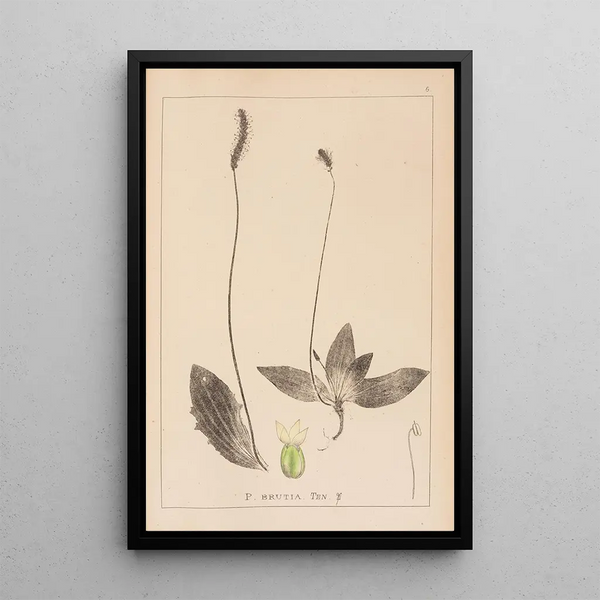Louis Antoine Cusin - Herbier de la flore franaise Pl0924.webp