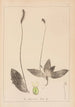 Herbier de la flore française Pl0924 - Louis Antoine Cusin — vista dell’opera