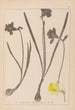 Herbier de la flore française Pl0960 - Louis Antoine Cusin — vista dell’opera