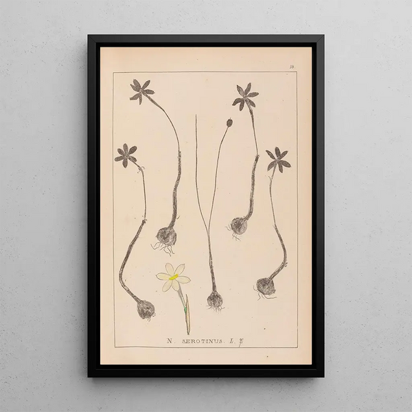 Louis Antoine Cusin - Herbier de la flore franaise Pl0969.webp