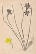 Herbier de la flore française Pl0970 - Louis Antoine Cusin — vista dell’opera