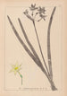 Herbier de la flore française Pl0971 - Louis Antoine Cusin — vista dell’opera