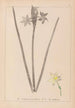 Herbier de la flore française Pl0972 - Louis Antoine Cusin — vista dell’opera