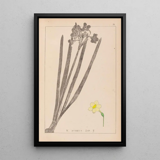 Louis Antoine Cusin - Herbier de la flore franaise Pl0973.webp