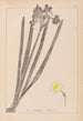 Herbier de la flore française Pl0973 - Louis Antoine Cusin — vista dell’opera