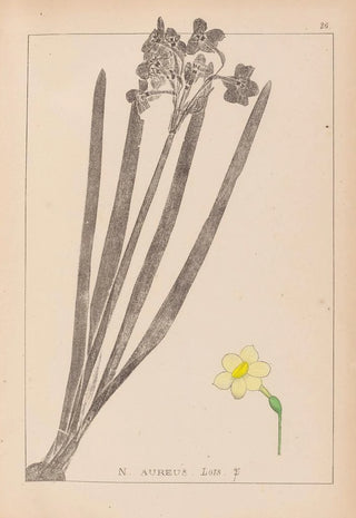 Louis Antoine Cusin - Herbier de la flore franaise Pl0973.webp