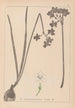 Herbier de la flore française Pl0975 - Louis Antoine Cusin — vista dell’opera