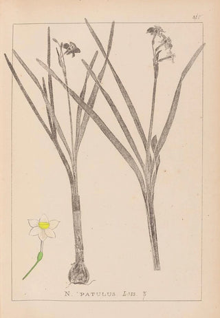 Louis Antoine Cusin - Herbier de la flore franaise Pl0976.webp