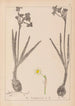 Herbier de la flore française Pl0977 - Louis Antoine Cusin — vista dell’opera