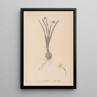 Louis Antoine Cusin - Herbier de la flore franaise Pl0978.webp