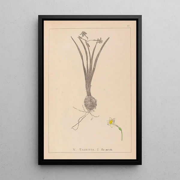 Louis Antoine Cusin - Herbier de la flore franaise Pl0978.webp