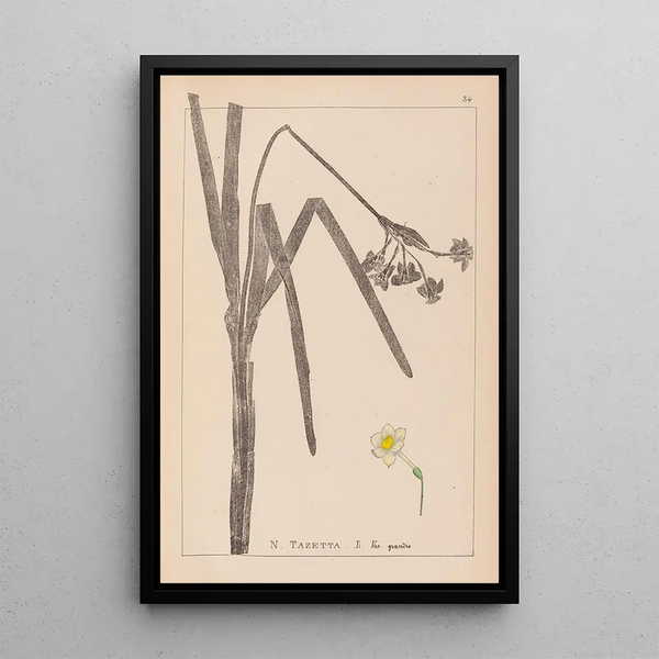 Louis Antoine Cusin - Herbier de la flore franaise Pl0979.webp