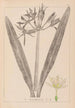 Herbier de la flore française Pl0980 - Louis Antoine Cusin — vista dell’opera