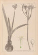 Herbier de la flore française Pl0981 - Louis Antoine Cusin — vista dell’opera