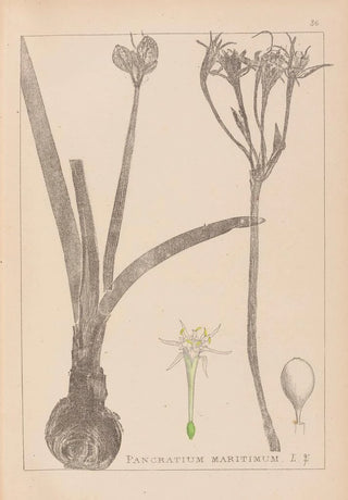 Louis Antoine Cusin - Herbier de la flore franaise Pl0981.webp