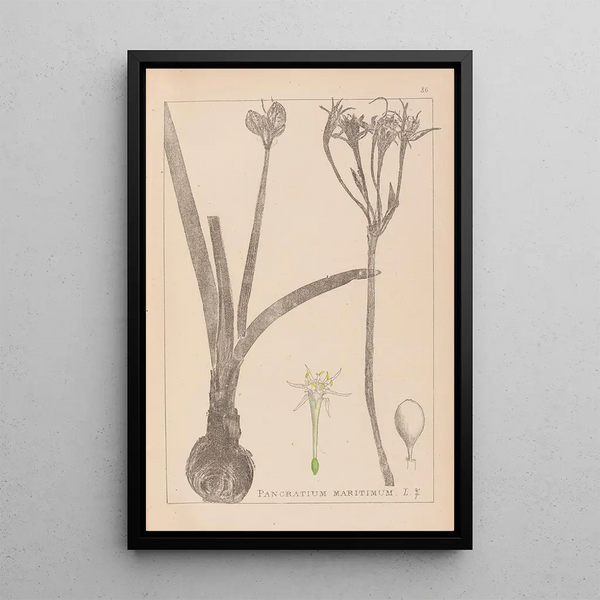 Louis Antoine Cusin - Herbier de la flore franaise Pl0981.webp
