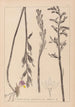 Herbier de la flore française Pl0982 - Louis Antoine Cusin — vista dell’opera