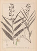 Herbier de la flore française Pl0983 - Louis Antoine Cusin — vista dell’opera