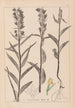 Herbier de la flore française Pl0984 - Louis Antoine Cusin — vista dell’opera