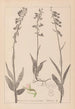 Herbier de la flore française Pl0986 - Louis Antoine Cusin — vista dell’opera