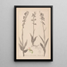 Herbier de la flore française Pl0986 - Louis Antoine Cusin — quadro incorniciato alla parete
