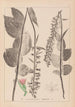 Herbier de la flore française Pl0987 - Louis Antoine Cusin — vista dell’opera