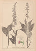 Herbier de la flore française Pl0988 - Louis Antoine Cusin — vista dell’opera