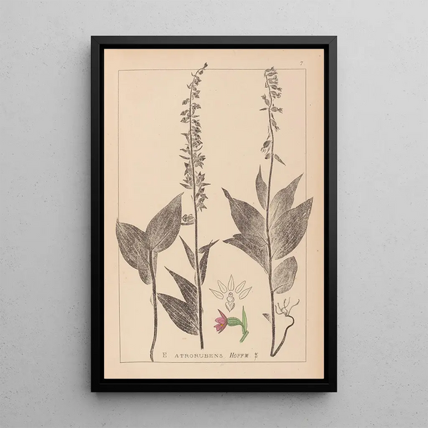 Louis Antoine Cusin - Herbier de la flore franaise Pl0988.webp