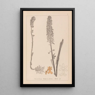 Louis Antoine Cusin - Herbier de la flore franaise Pl0990.webp
