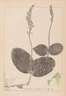 Herbier de la flore française Pl0991 - Louis Antoine Cusin — vista dell’opera