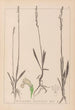 Herbier de la flore française Pl0993 - Louis Antoine Cusin — vista dell’opera