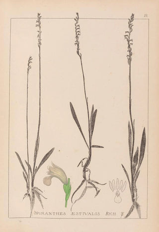 Louis Antoine Cusin - Herbier de la flore franaise Pl0993.webp