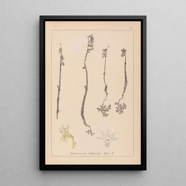 Louis Antoine Cusin - Herbier de la flore franaise Pl0999.webp