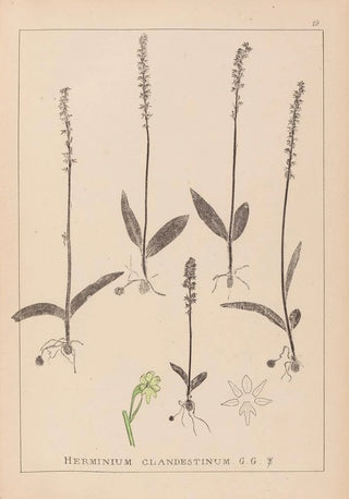 Louis Antoine Cusin - Herbier de la flore franaise Pl1000.webp