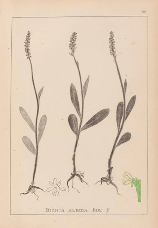 Louis Antoine Cusin - Herbier de la flore franaise Pl1001.webp