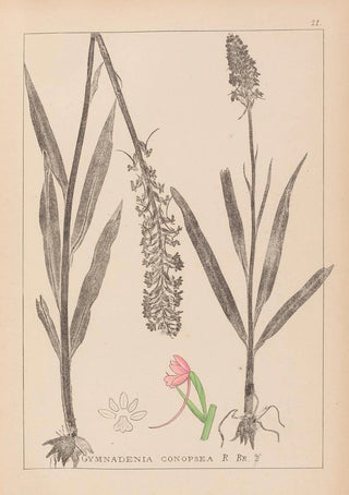 Louis Antoine Cusin - Herbier de la flore franaise Pl1002.webp
