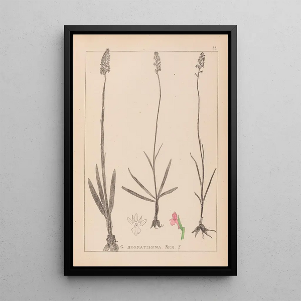Louis Antoine Cusin - Herbier de la flore franaise Pl1003.webp